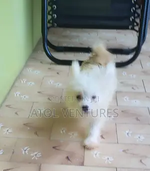 1-3 months Male Mixed Breed Lhasa Apso