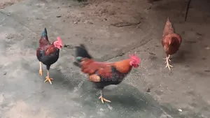 Native Fowls