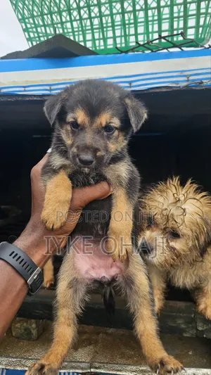 1-3 months Female Purebred German Shepherd