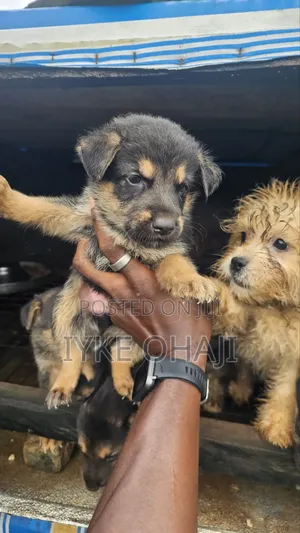1-3 months Female Purebred German Shepherd