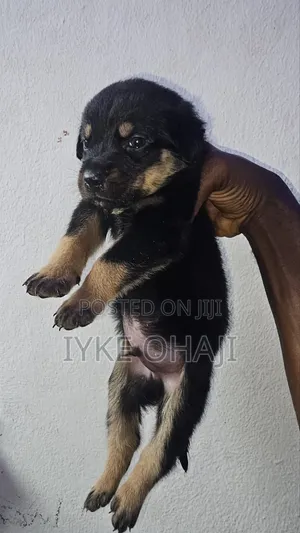 1-3 months Female Purebred Rottweiler