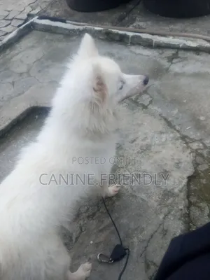1+ year Female Purebred American Eskimo