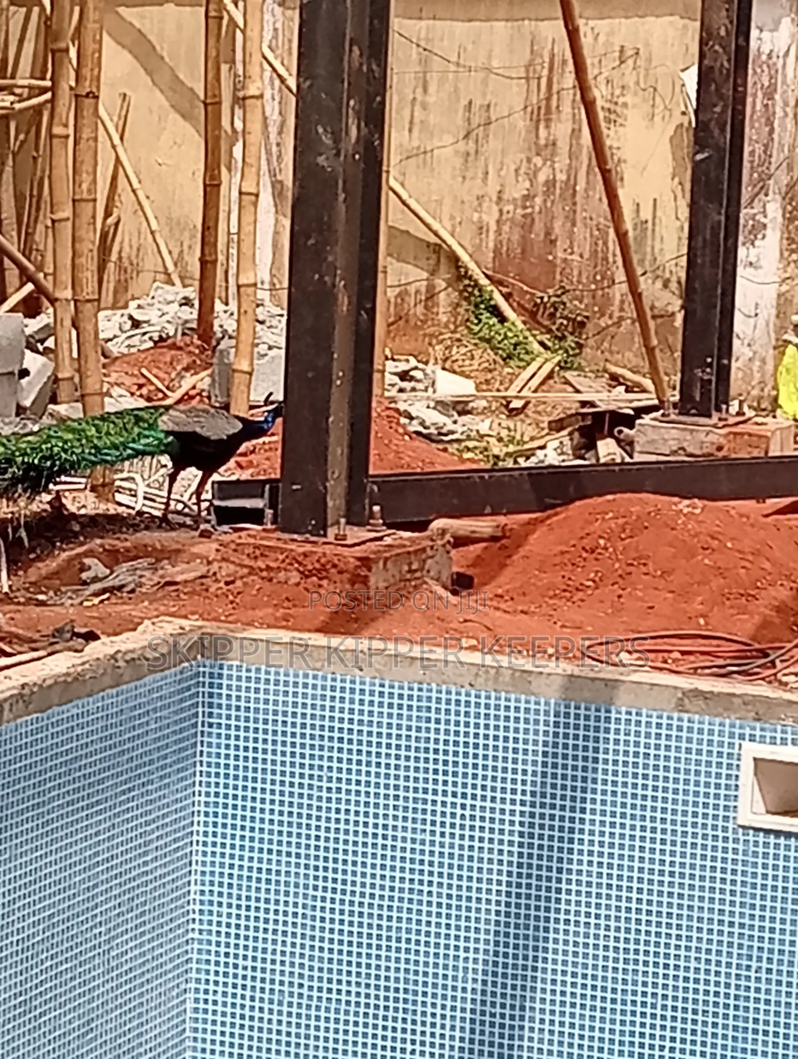 Swimming Pool Construction