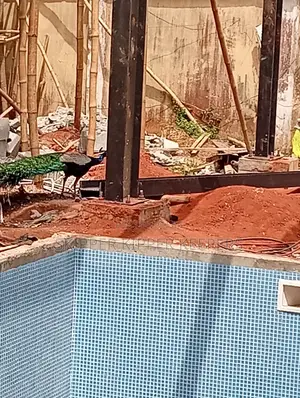 Swimming Pool Construction