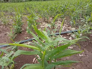 Ginger Planting Consultancy and Farm Set Up