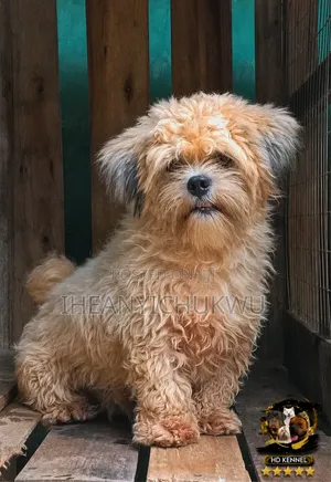 1+ year Male Purebred Lhasa Apso