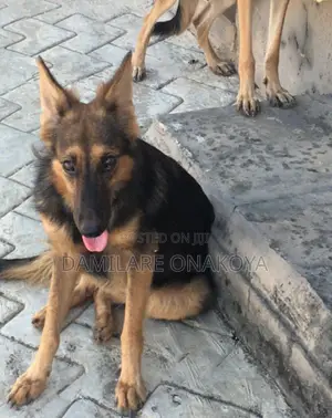 1+ year Female Purebred German Shepherd
