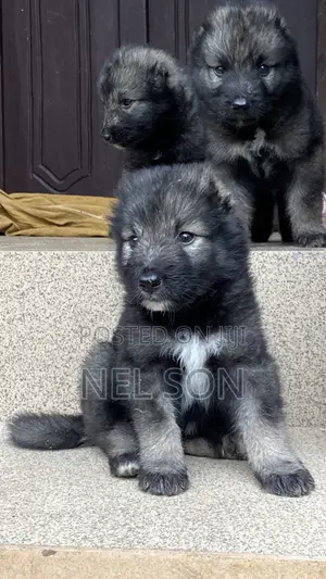 1-3 months Female Purebred Caucasian Shepherd