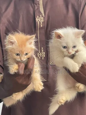 1-3 months Male Purebred Persian