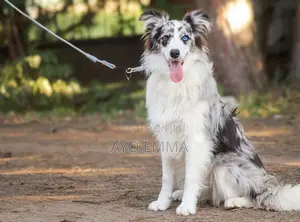 6-12 months Female Purebred Border Collie