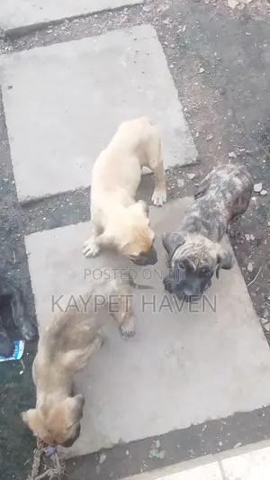 1-3 months Female Purebred Boerboel