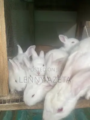 RABBIT Weaners
