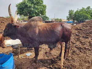 Hhealthy Cows