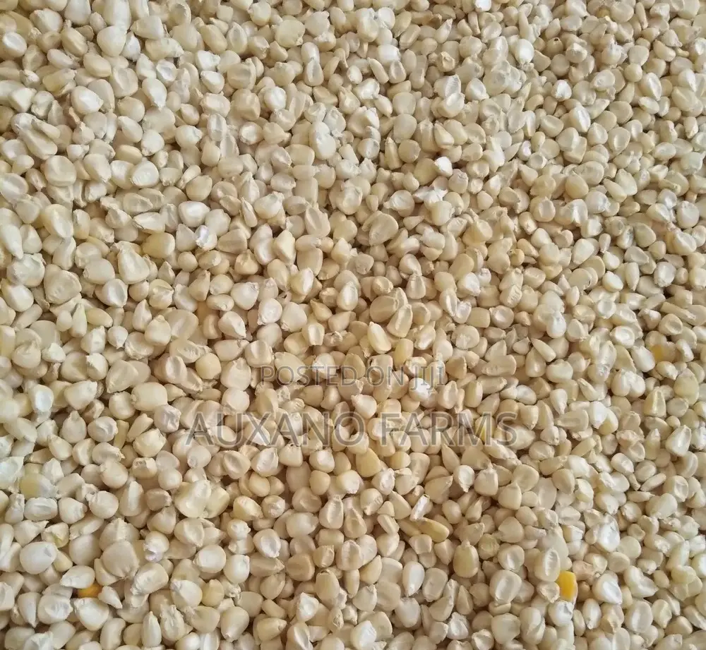 Maize Fo Sale