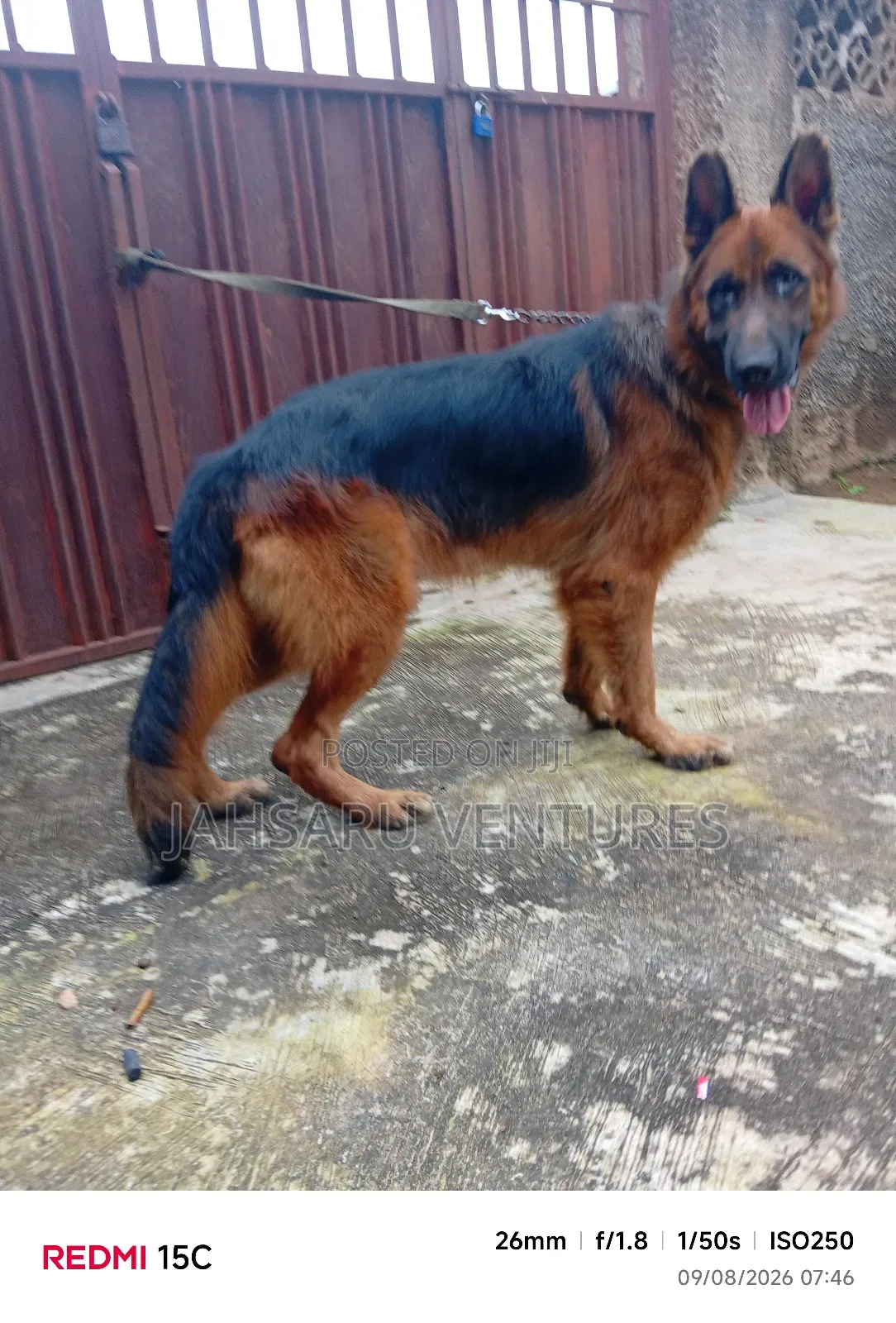 Dog Breeding