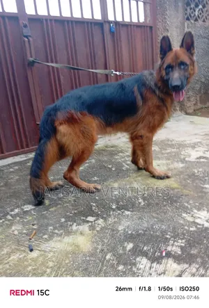 Dog Breeding