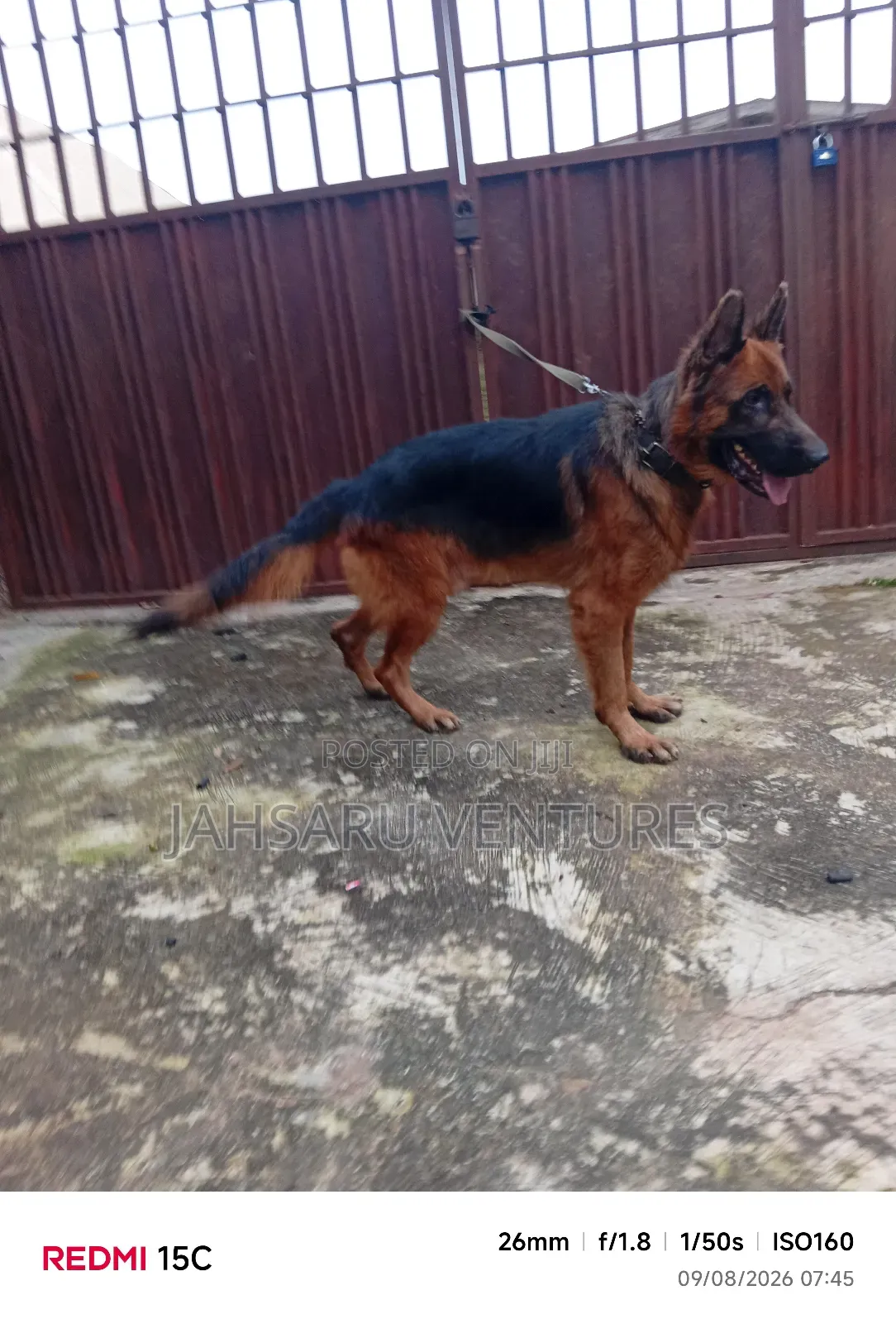Dog Breeding