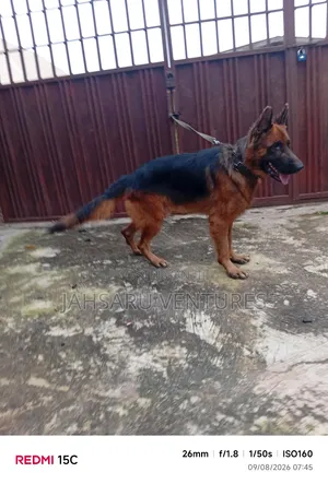 Dog Breeding