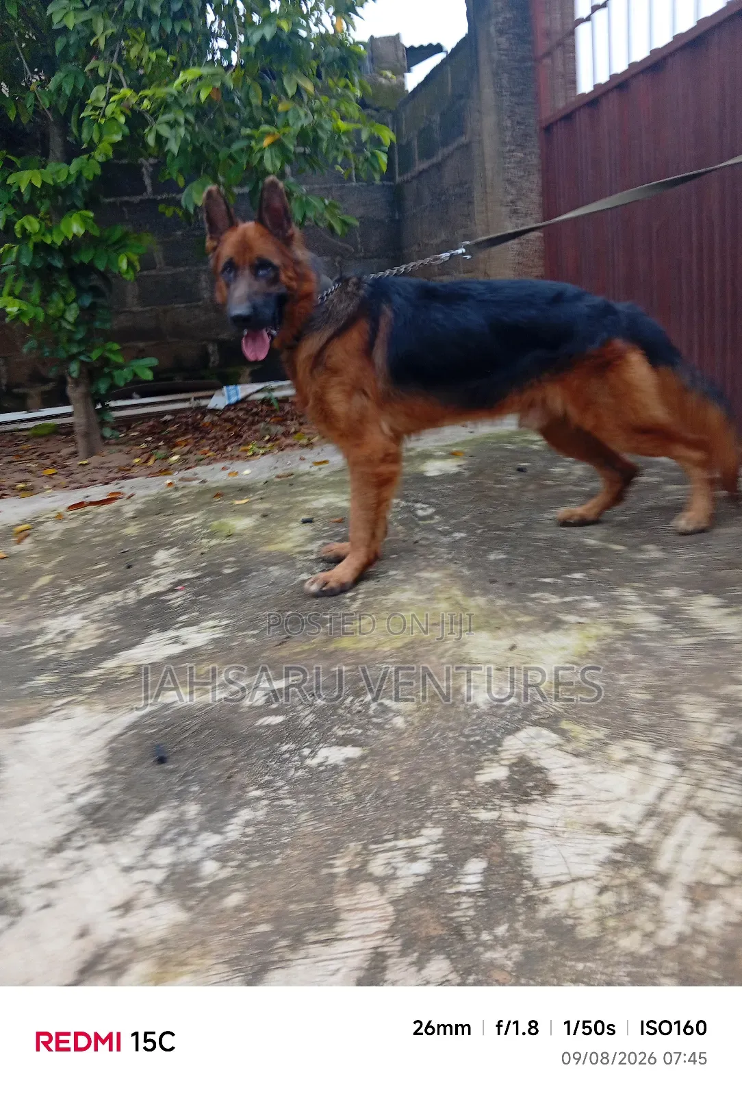 Dog Breeding