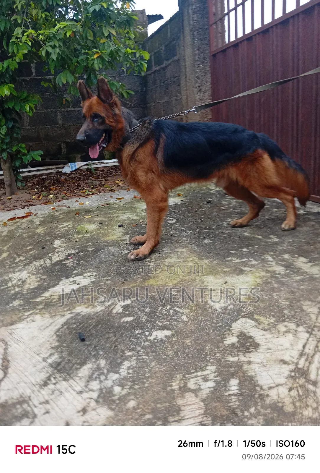 Dog Breeding