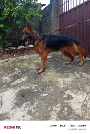 Dog Breeding