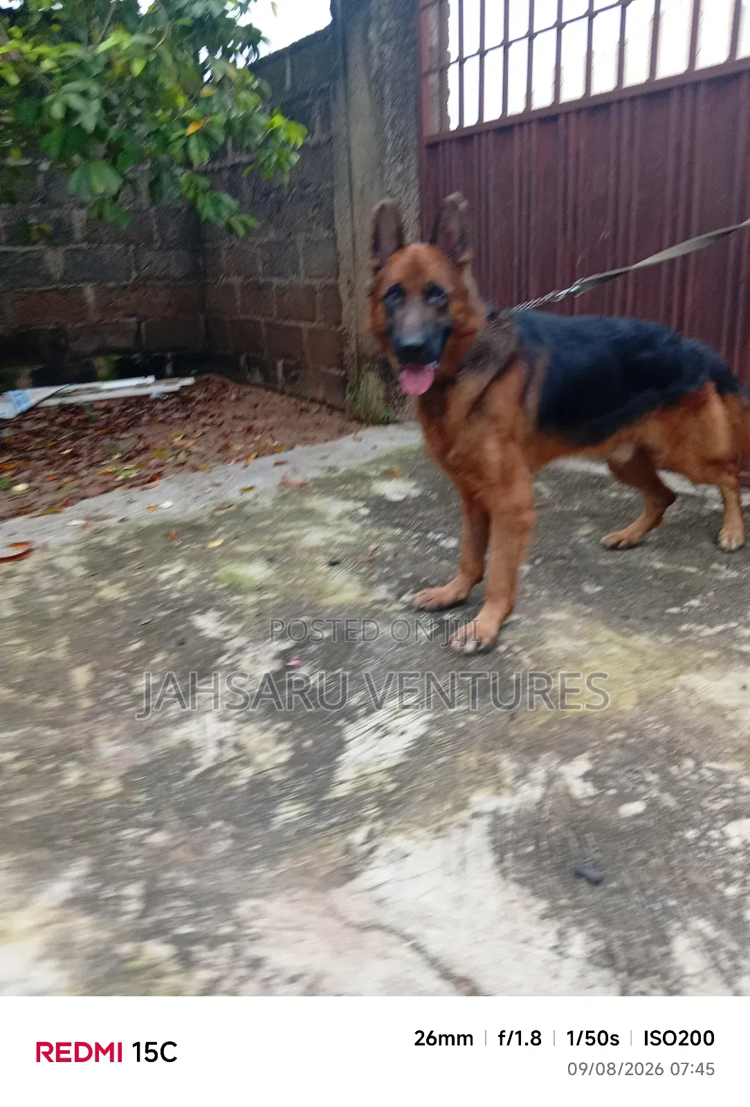 Dog Breeding