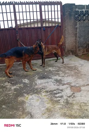 Dog Breeding