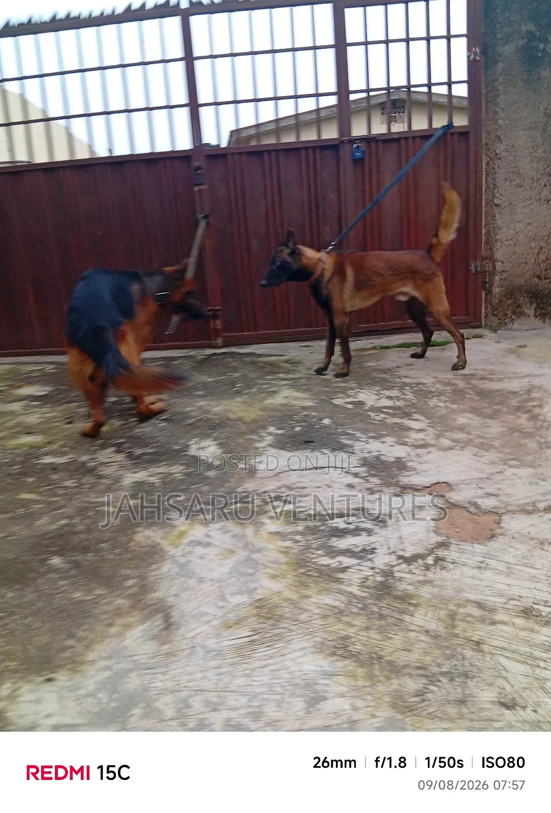Dog Breeding