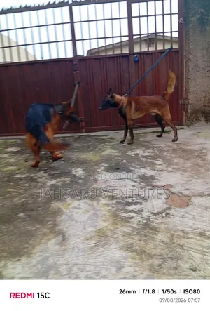 Dog Breeding