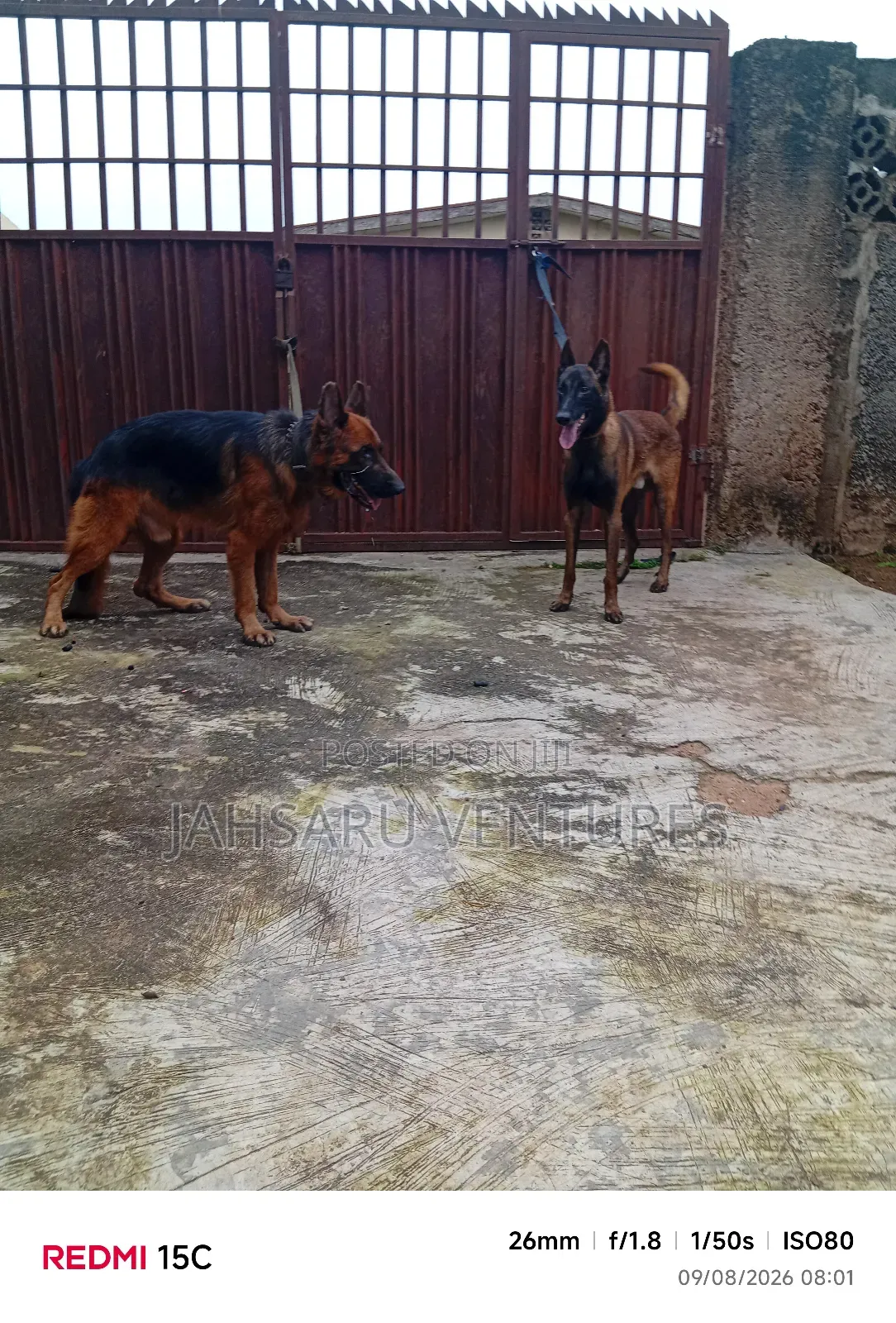 Dog Breeding