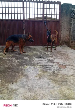 Dog Breeding