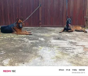 Dog Breeding