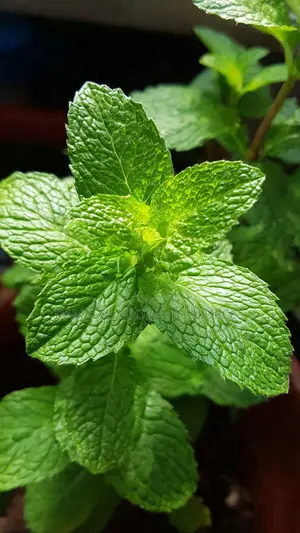 Peppermint Plant Seedlings