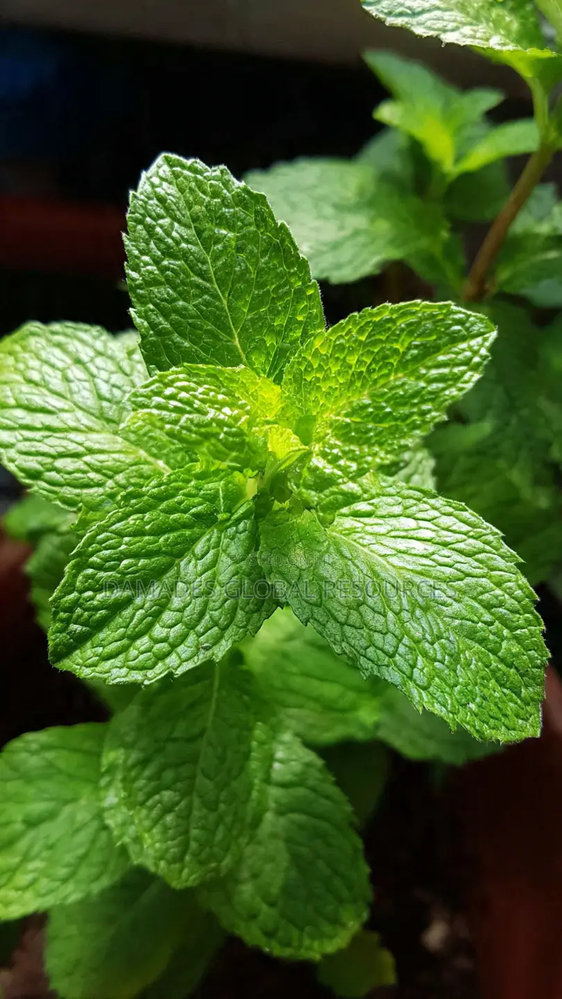 Peppermint Plant Seedlings