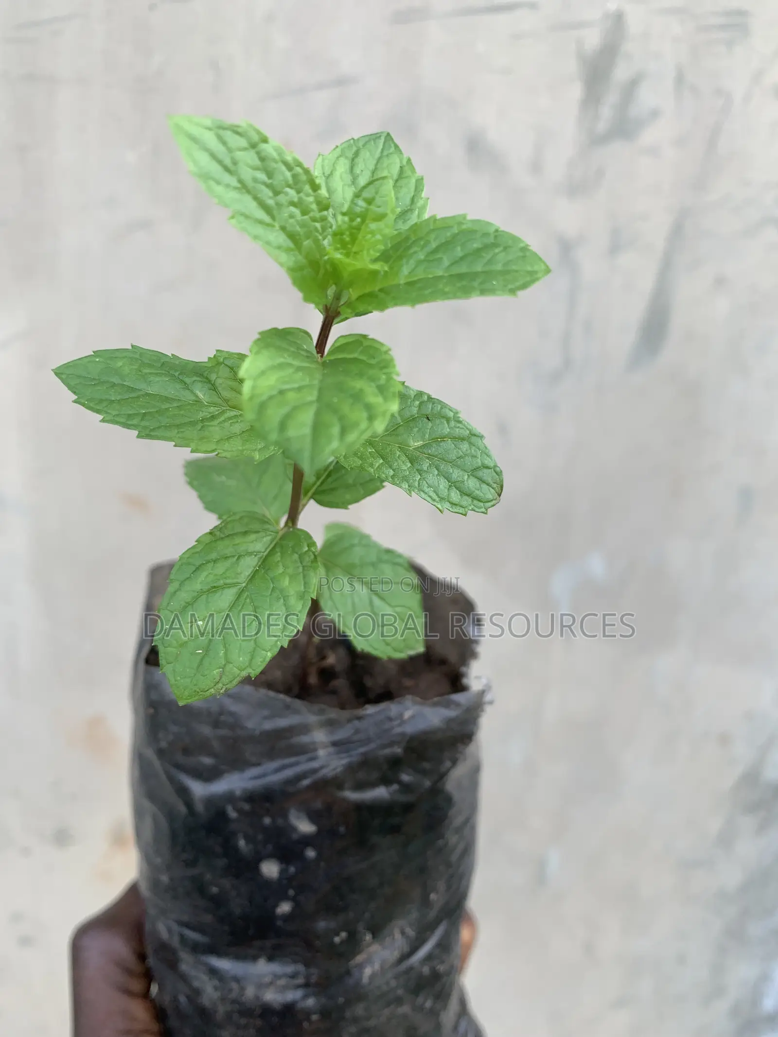 Peppermint Plant Seedlings