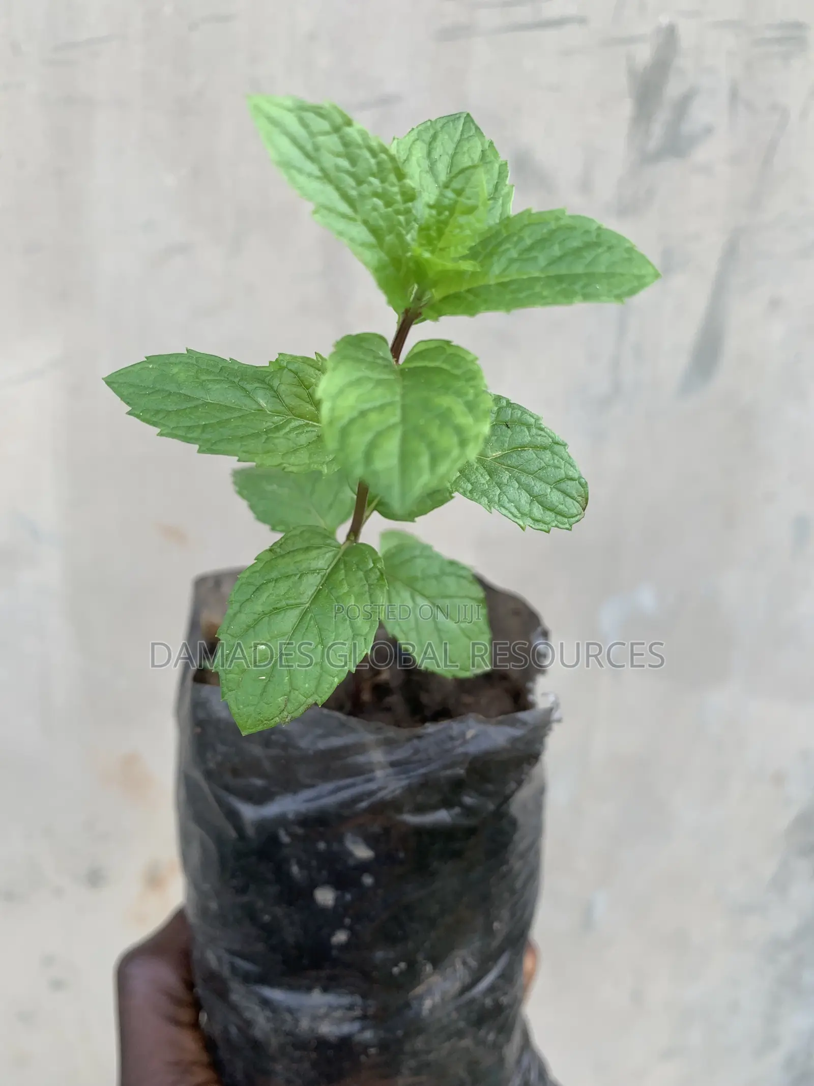 Peppermint Plant Seedlings