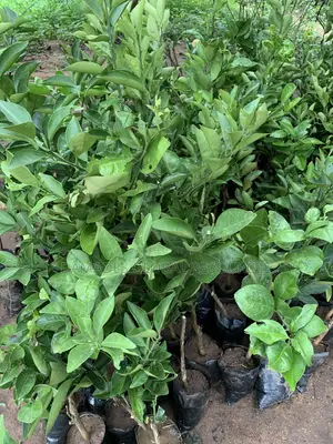 Sweet Orange Plant Seedlings