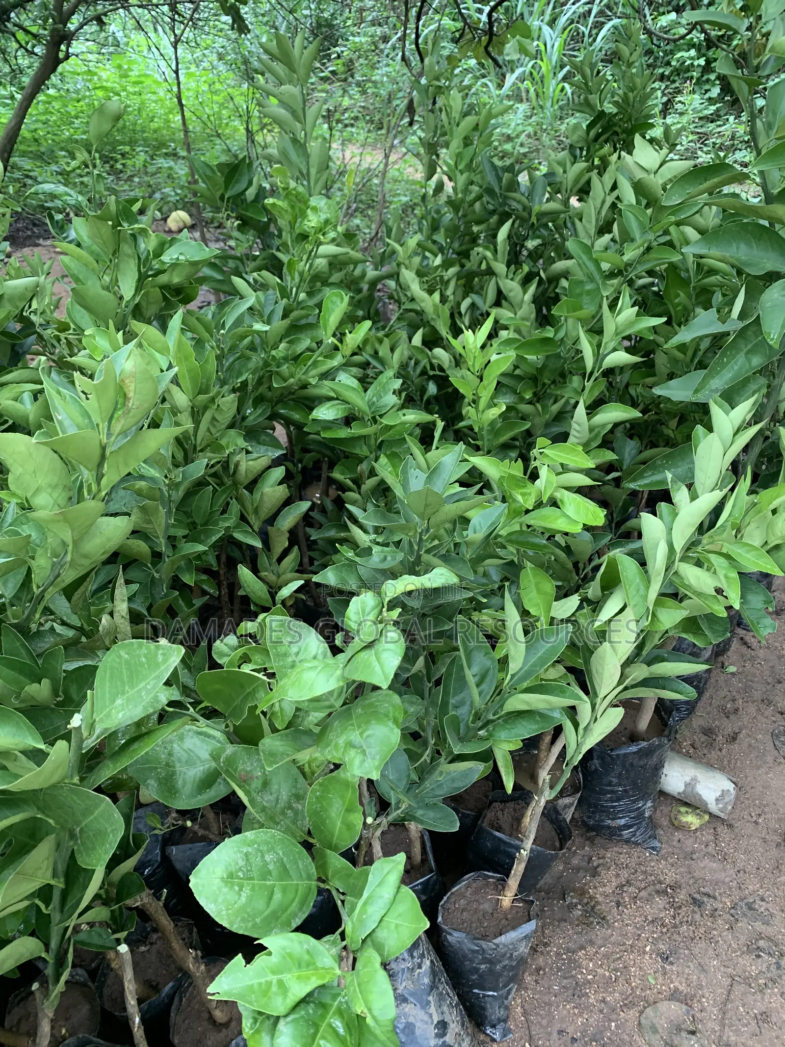 Sweet Orange Plant Seedlings