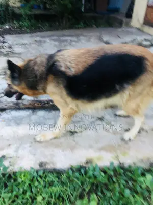 1+ year Female Purebred German Shepherd
