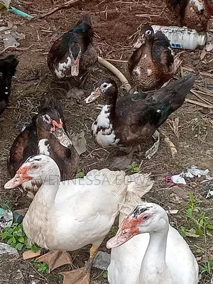 Mature Male Muscovyducks Healthy Ready for Breeding or Meat