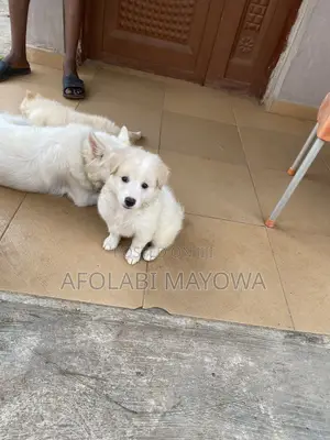 1-3 months Male Purebred American Eskimo
