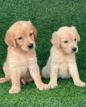 1-3 months Female Purebred Golden Retriever