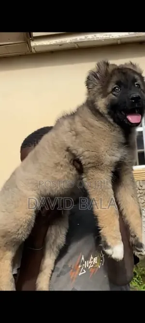 1-3 months Female Purebred Caucasian Shepherd