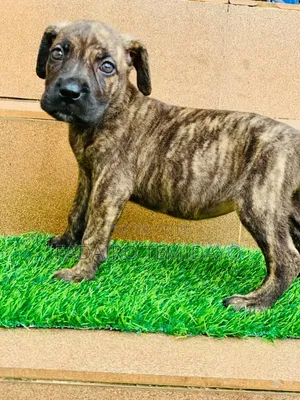 0-1 month Female Purebred Boerboel
