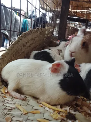 Guinea Pig