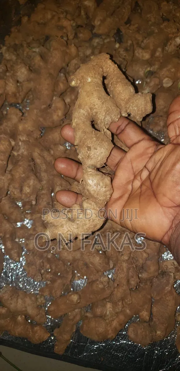 Fresh Natural GINGER