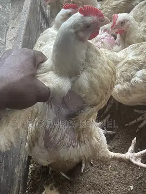 Broiler Chicken