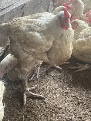 Broiler Chicken