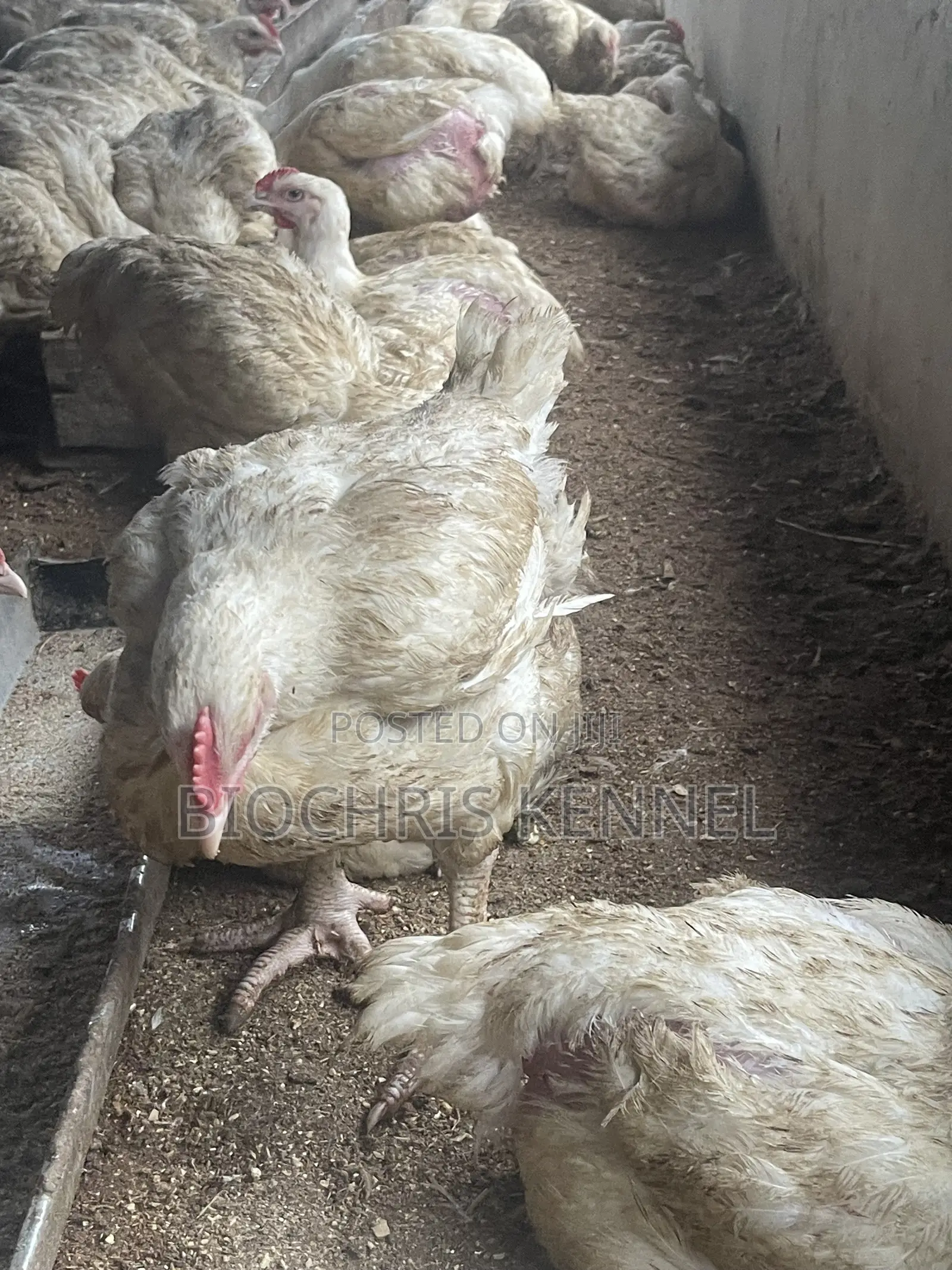 Broiler Chicken
