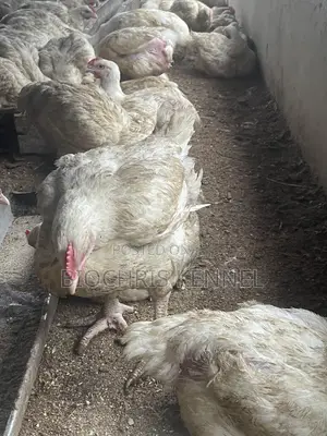 Broiler Chicken